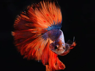 A colorful fish