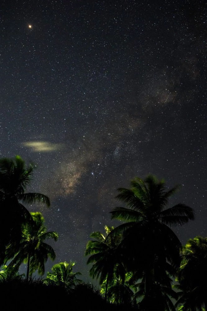 Palm trees and the night sky with stars and the milky way